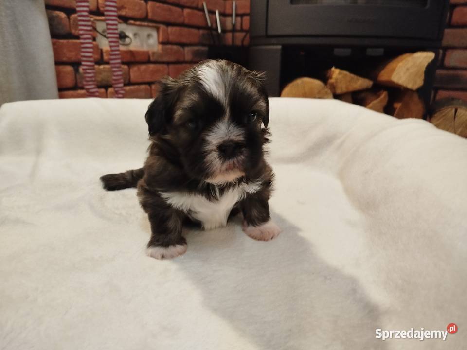 Pies rasy Shih Tzu rodowód Shih Tzu Złotków