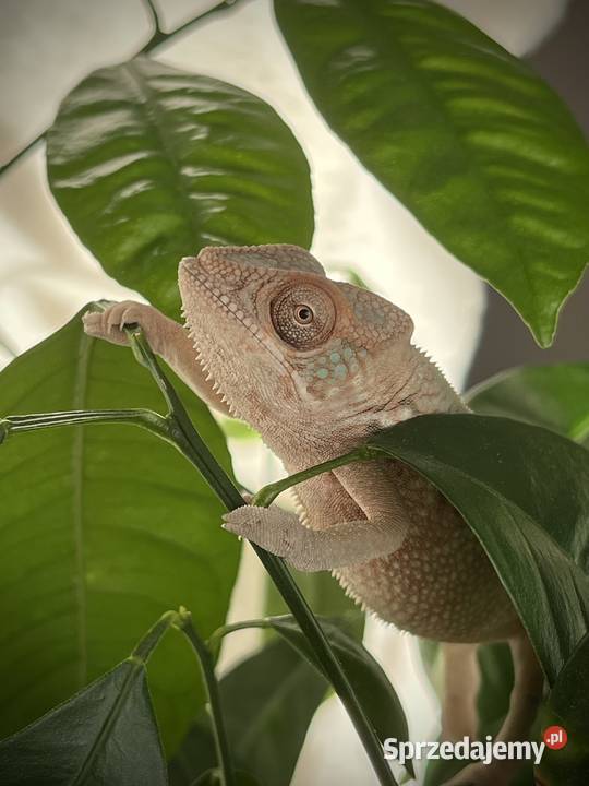 Kameleon lamparci samiczki pomorskie