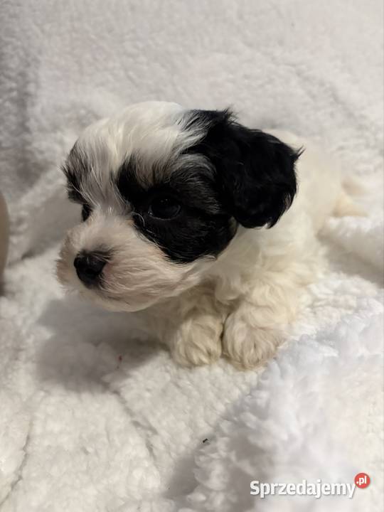 Do Rezerwacji Szczenięta Morkie Pozostałe Konin