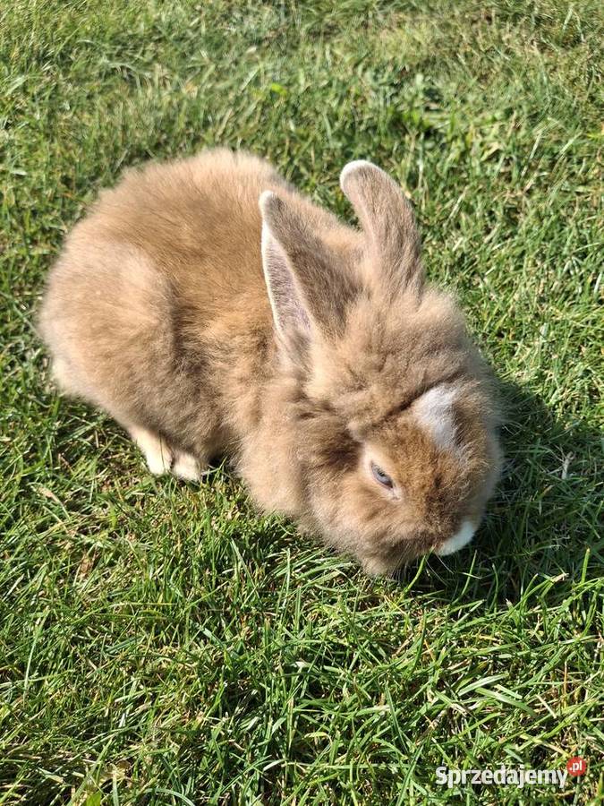Króliczki miniaturki teddy
