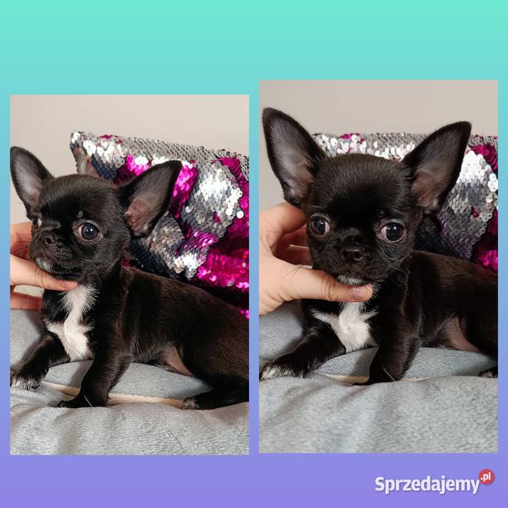 Chihuahua krótkowłosa piesek czarny unikatowy Bełchatów sprzedam