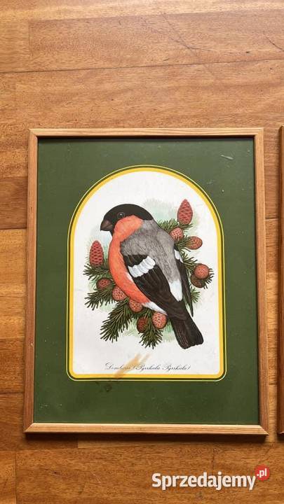 Obrazek z ptaszkiem do powieszenia W ramce Gdańsk