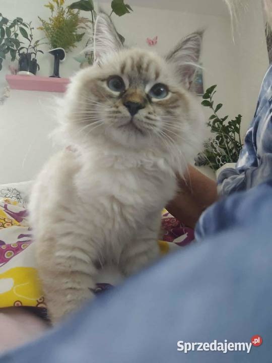 Kotki Neva masquerade FifeFPL Żyrardów