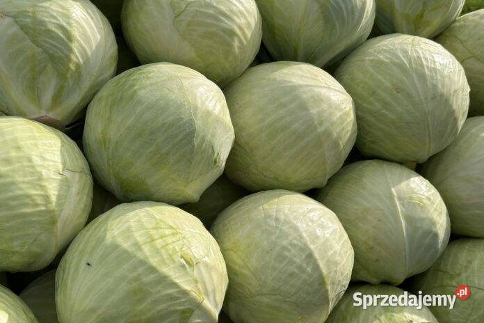 Sprzedam warzywa kapuste marchew pietruszke Charsznica