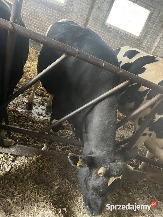 Jałówki wysokocielne mazowieckie Begno