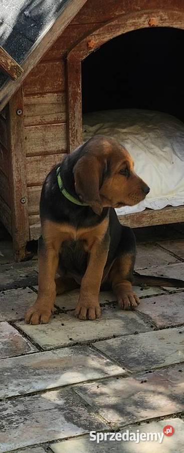 SZCZENIETA OGARA POLSKIEGO ZWYCIESCY SWIATA RAS łódzkie Ozorków