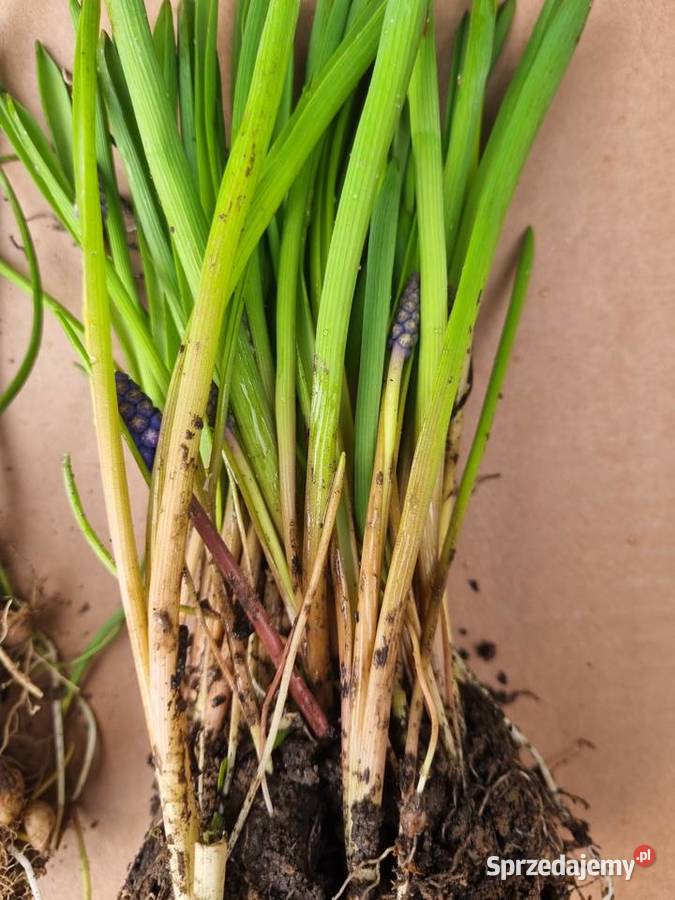 Szafirek szerokolistny sadzonki Lublin