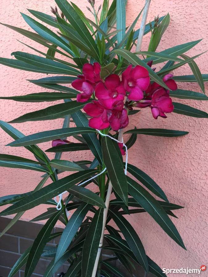 Sadzonki oleander Sadzonki s z kwiatw widoczny Brzeźnica sprzedam