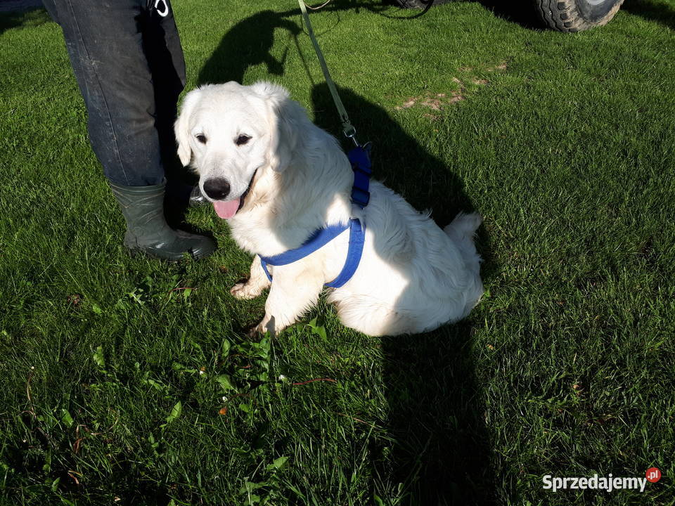 Golden Retriever Rodowód Radom sprzedam