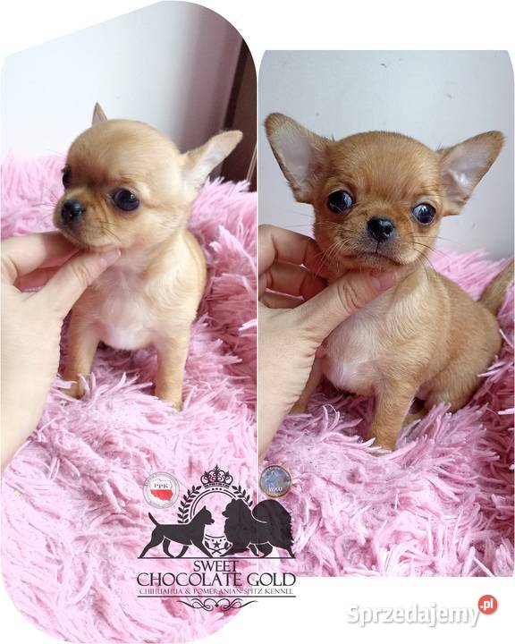 Chihuahua mikro sunia beżowa krótkowłosa pełny łódzkie