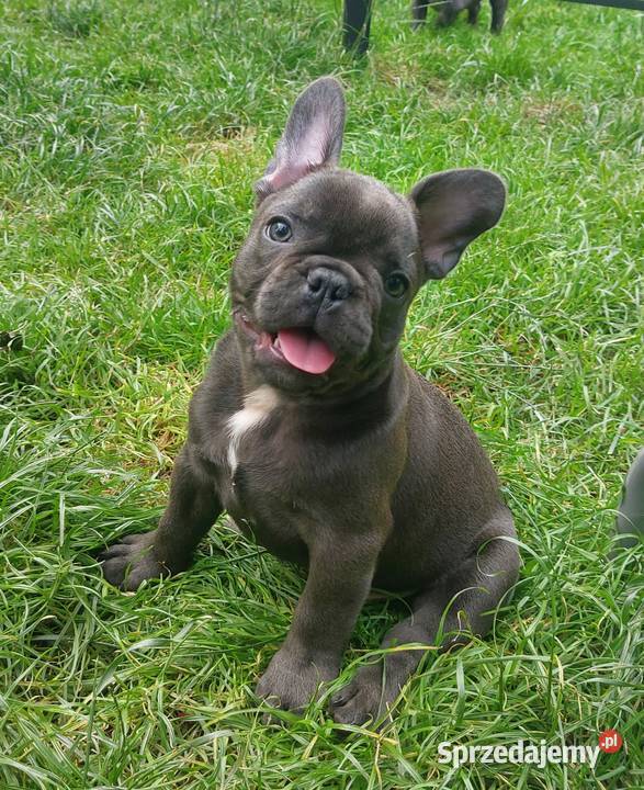 Buldog francuski Bludogi francuskie BLUE Łódź