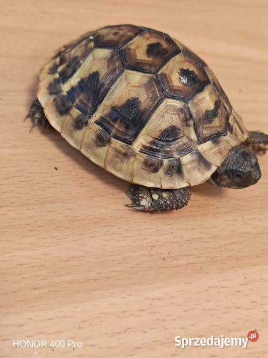Zółw Grecki z 2025 roku Oława