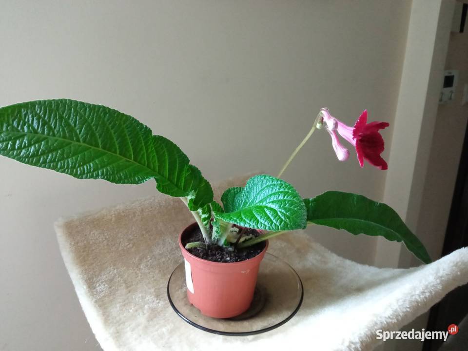 Trzykrotki i inne kwiatki podlaskie