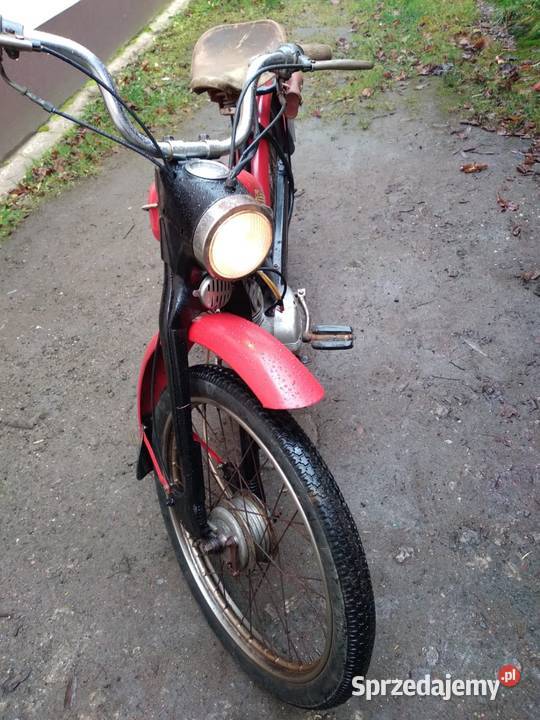 Komar Sztywniak Ciechanowice