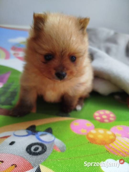 szpic miniaturowy suczka do rezerwacji Skalbmierz