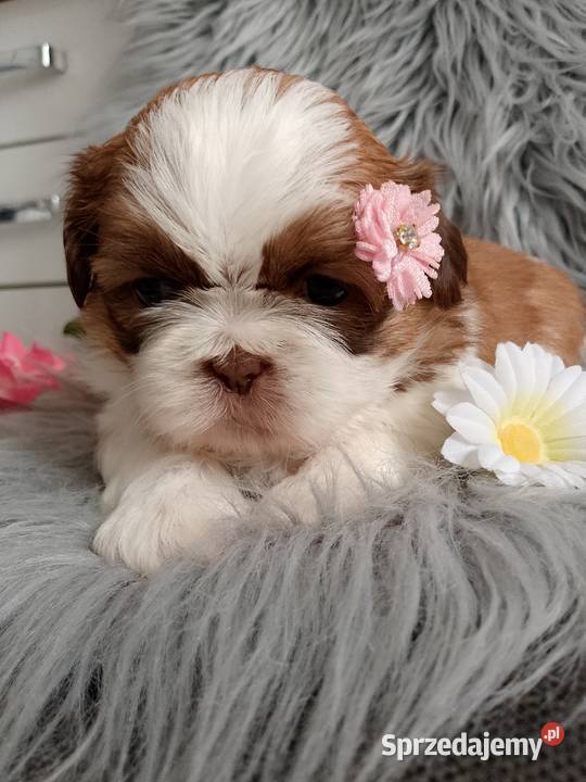 Suczka rasy ShihTzu biało złota Shih Tzu Namysłów
