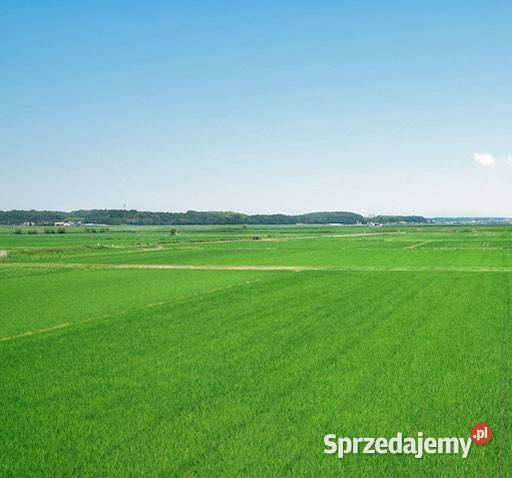 Działka rolna 286 ha dzierżawa 144 ha klasa III sprzedam
