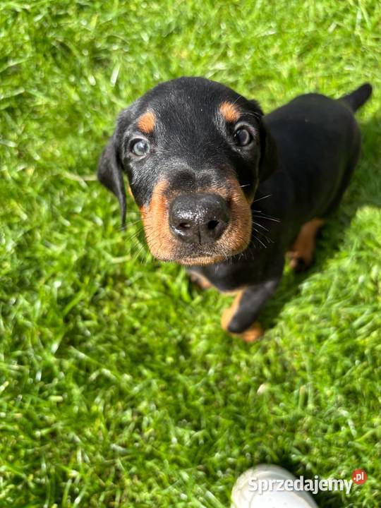 Doberman szczeniak z rodowodem