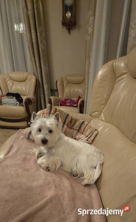 Suczka Wystawowa Championach West Highland white West Highland White Terrier