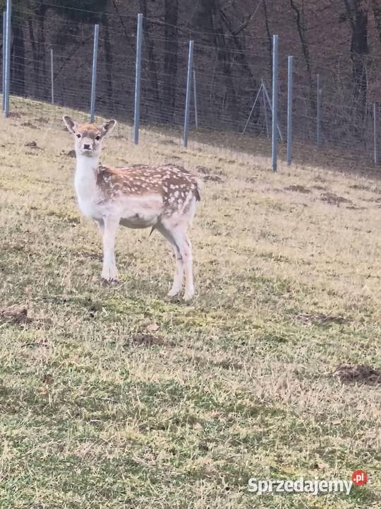 Szprzedam Daniele Pozostałe Jabłonka