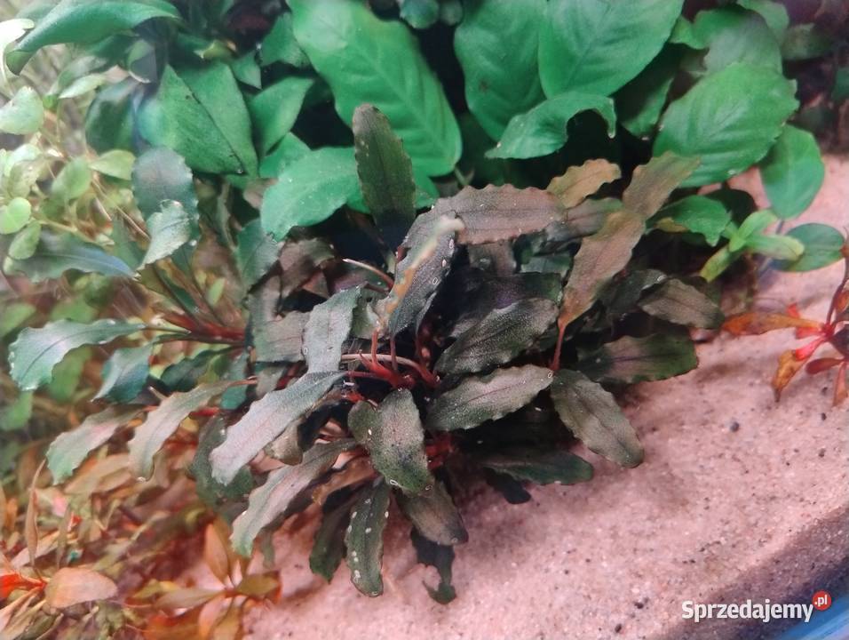 Rośliny do akwarium Bucefalandra Reinecki sprzedam