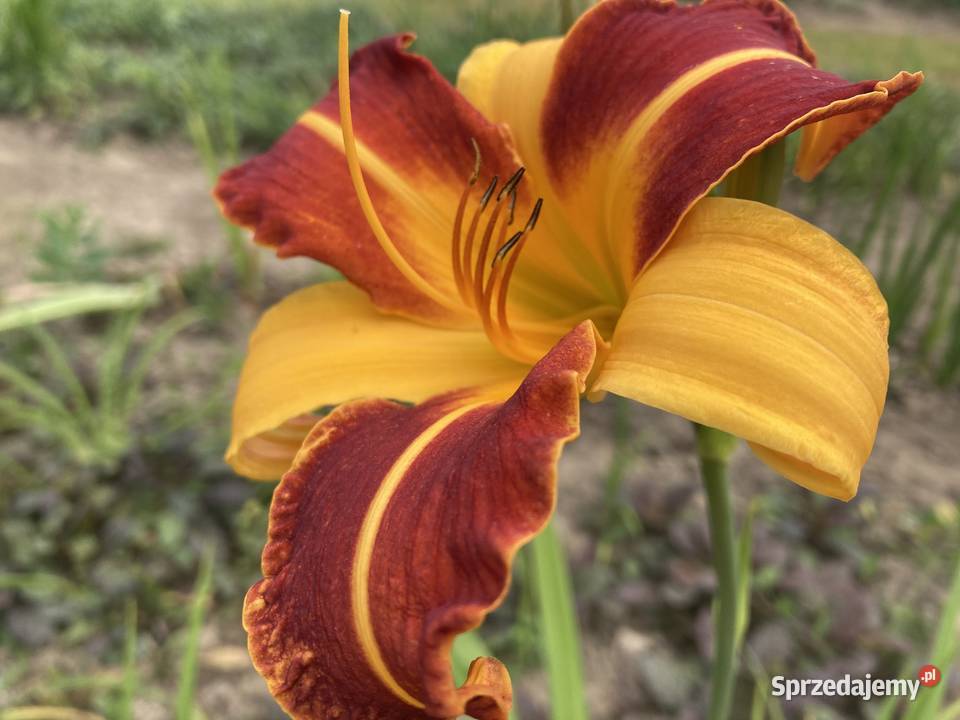 Liliowiec Mix Kolorów Lublin sprzedam