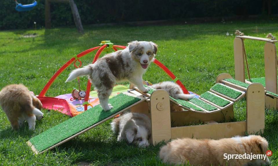 Border Collie FCI zapowiedz 2026 zachodniopomorskie Drawno