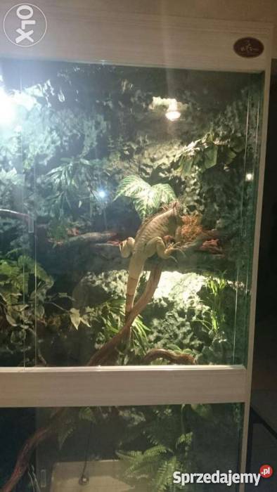 Terrarium z legwanem zielonym odmiana red Zwierzęta Nysa