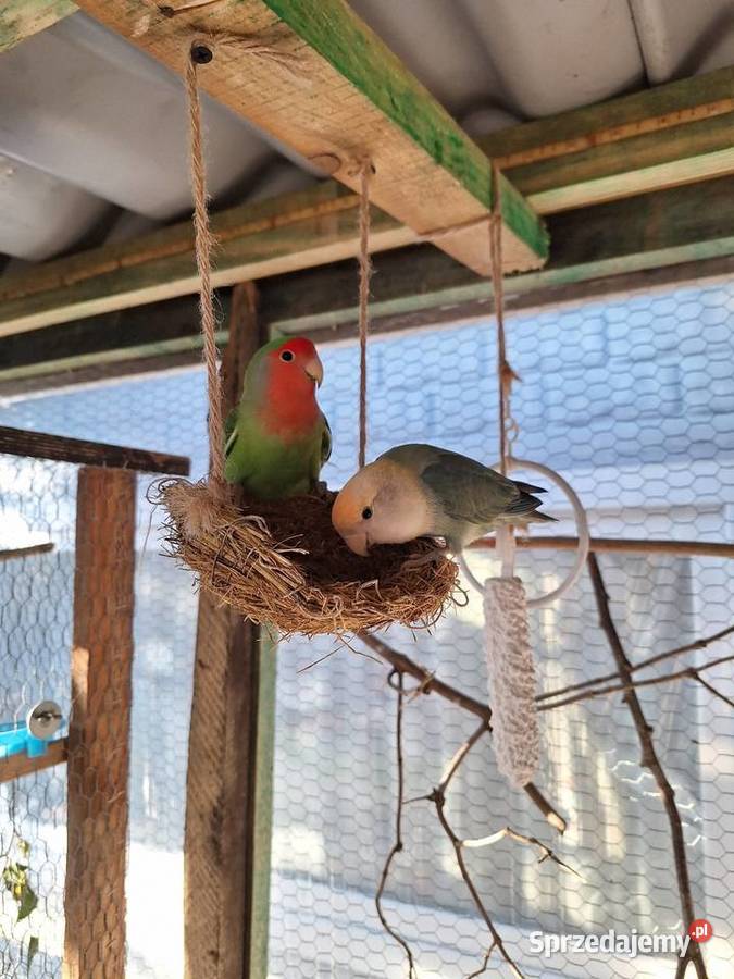 Nierozłączki parka Dzierzbin