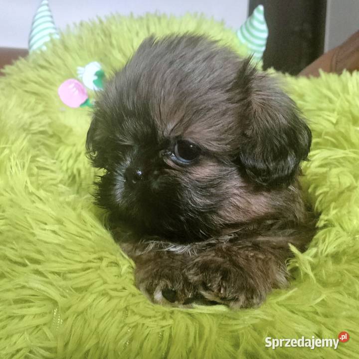 Shih tzu. FCI