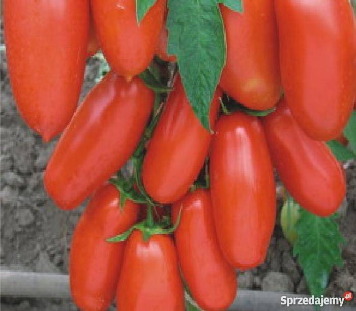 EKOLOGICZNE pomidory 210 odmian z całego Świata