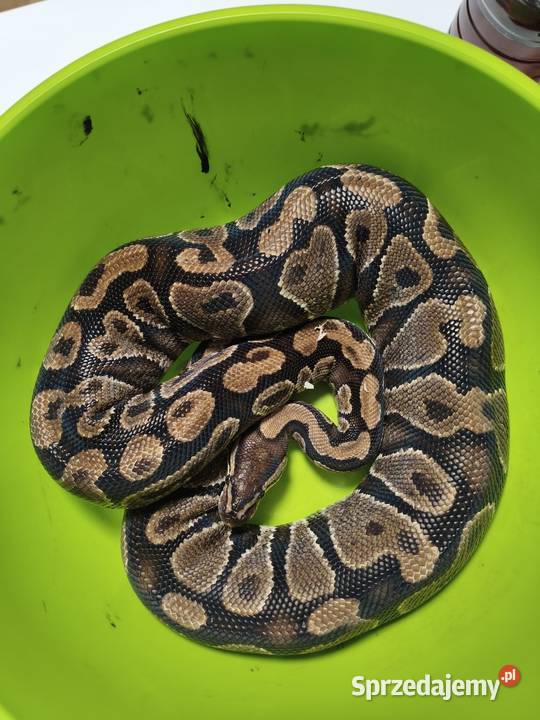 Samica pytona królewskiego dorosła