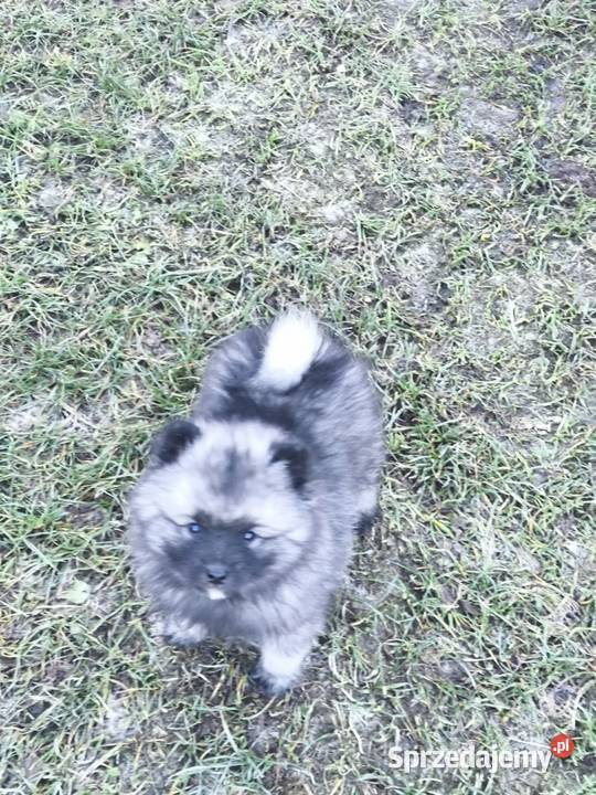 Szpic wilczy szczeniaki suczki i psy Brzeziny