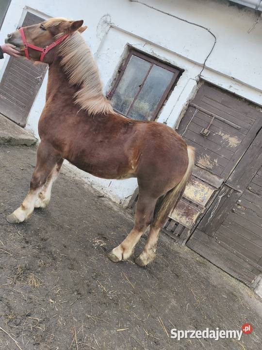Klaczka Kobyłka zimnokrwista Tarczyn sprzedam