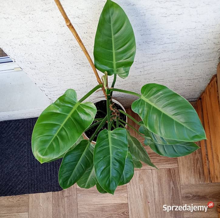 Philodendron Imperial Green duża zdrowa roślina Częstochowa