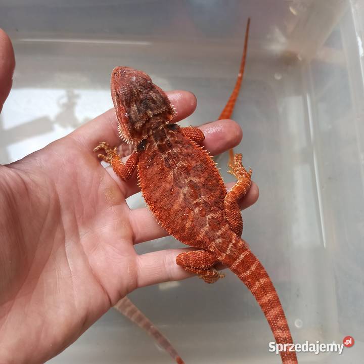 Agama Brodata Red Gady i płazy