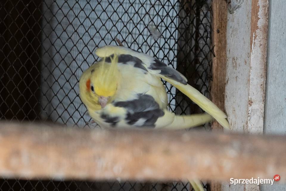 Papugi Nimfy podkarpackie Chmielnik