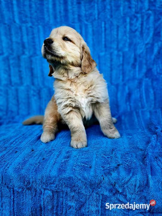 Golden Retriever złoty szczeniak Polesie