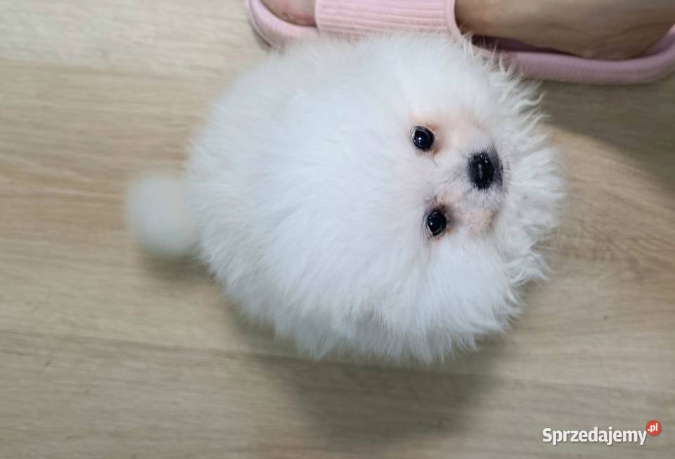 Szpic miniaturowy Pomeranian