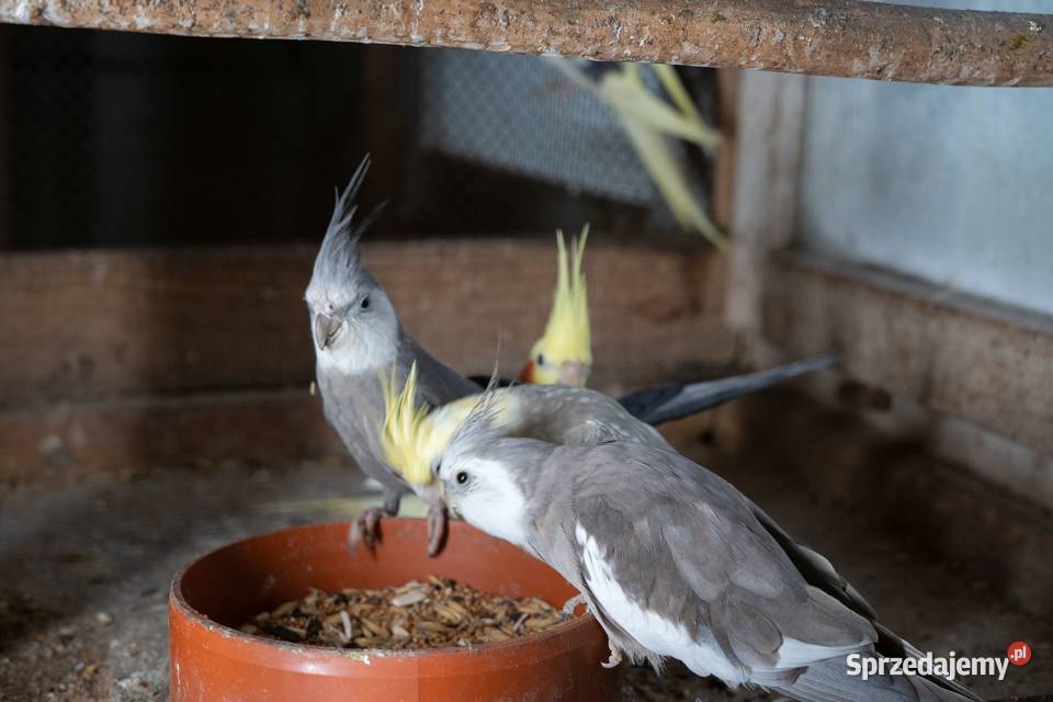 Papugi Nimfy Chmielnik