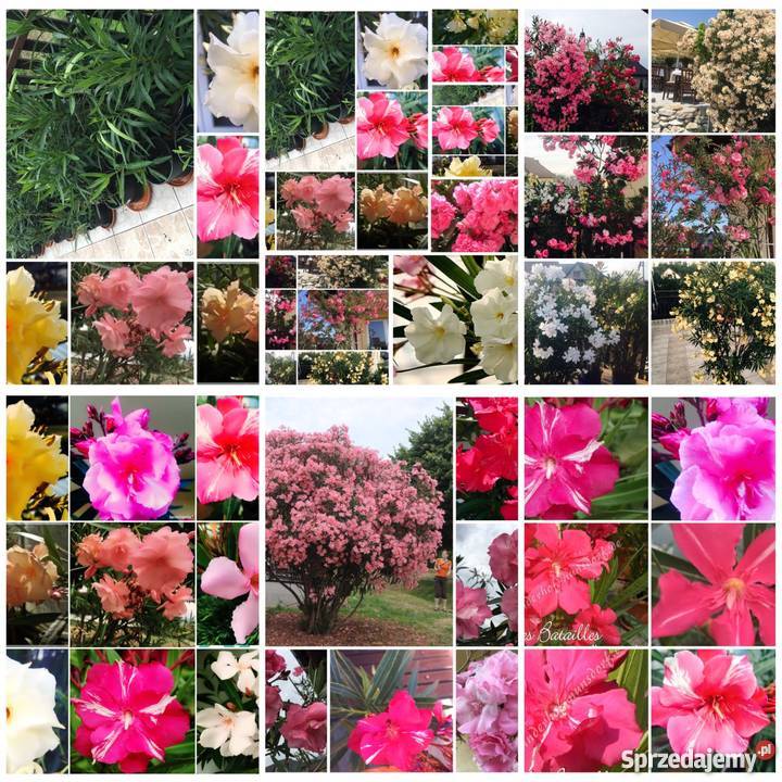 Pstry oleander
