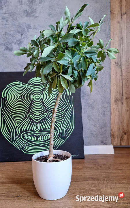 Szeflera drzewkowata Schefflera Arboricola Nora