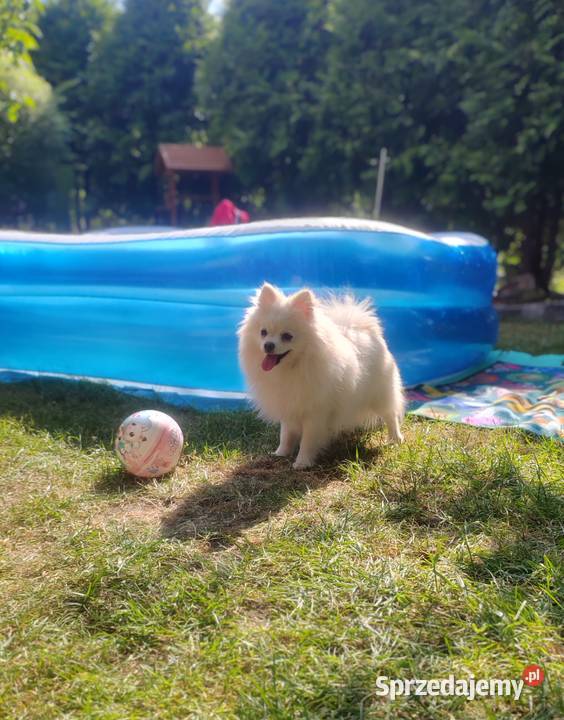 szpic miniaturowy pomeranian Ruda Śląska