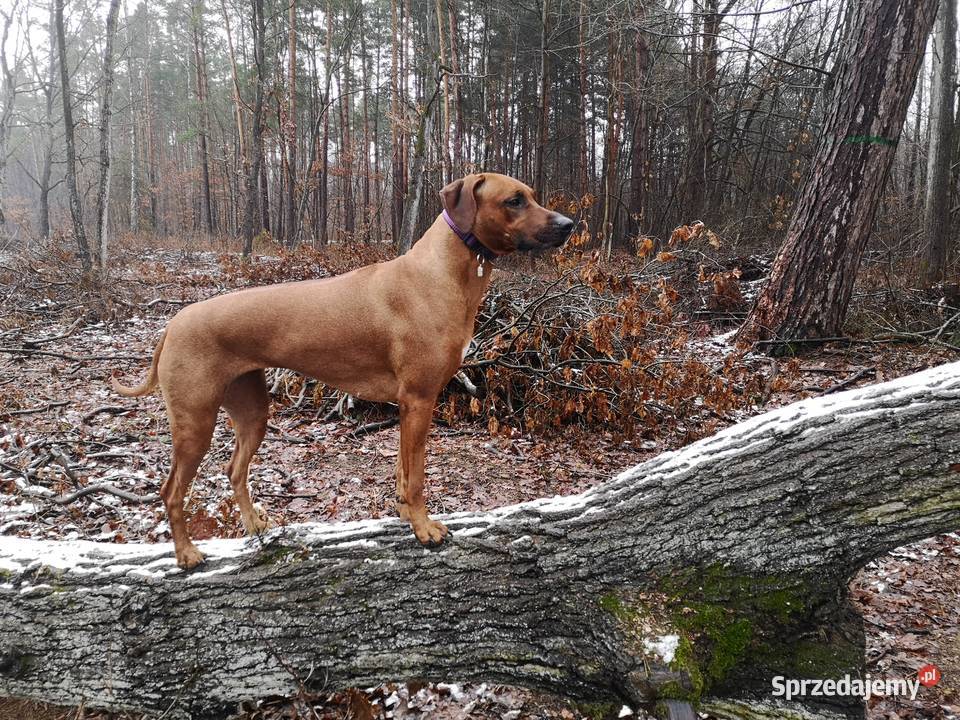 Rhodesian Ridgeback szczenięta Młochów sprzedam
