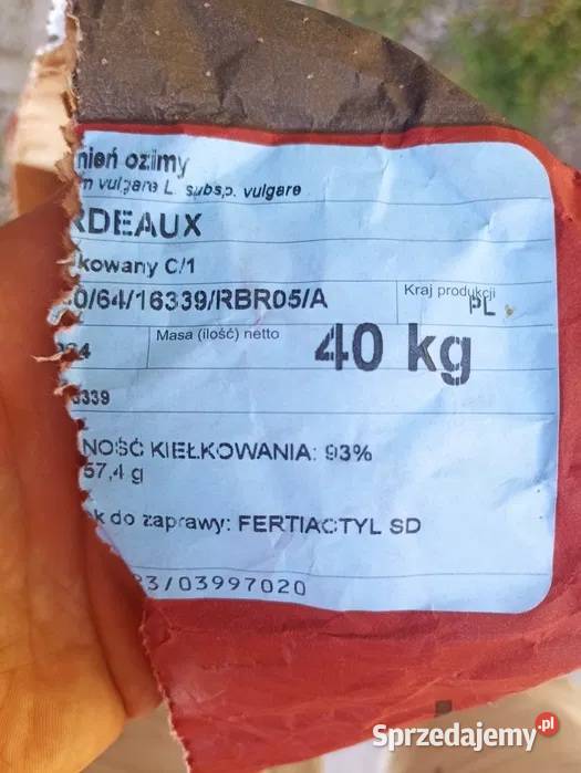 Piekny jęczmień ozimy Bordeaux Gołcza