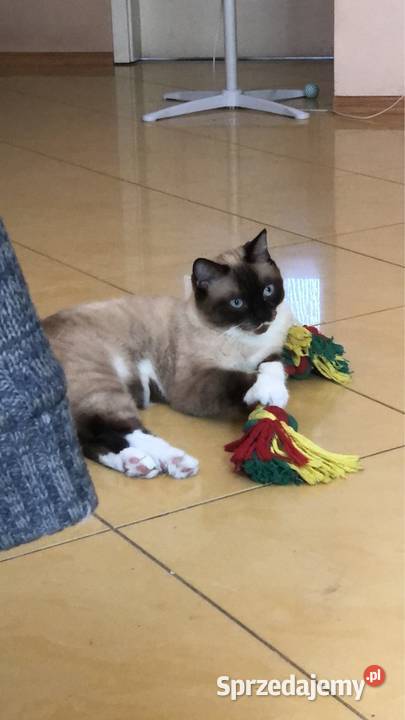 Petsitter opiekna Twojego pupila mazowieckie Warszawa