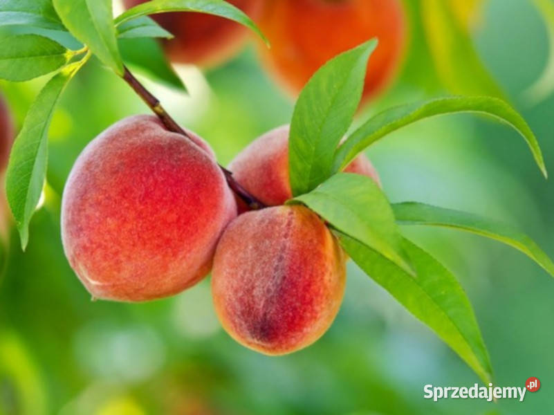 BRZOSKWINIA ZWYCZAJNA Prunus persica NASIONA 25 Lubanie