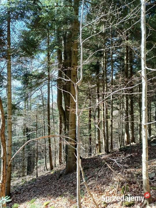 Sprzedam Las działkę 12ha