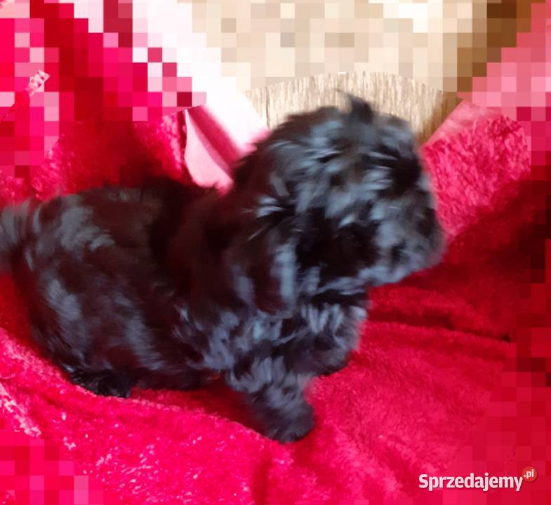 Mal shi piekny piesek Wodzisław Śląski