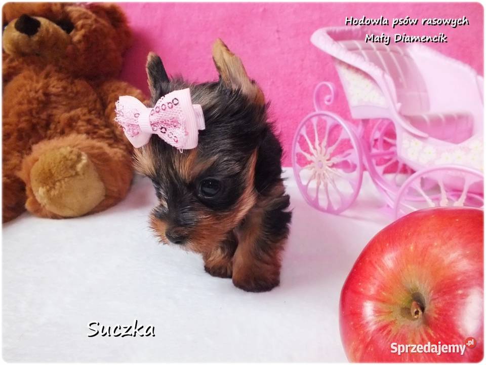 Maleńka suczka York Yorkshire Terrier z Żary